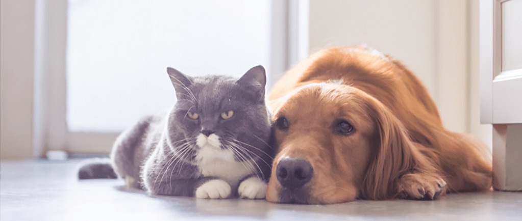 Banner Image of a Cat and Dog Resting Together on a Kitchen Floor